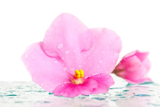 Closeup on a pink flower with water drops and reflection