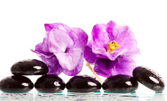 Black spa stones and violet flower on white background