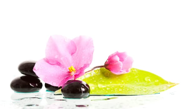 Spa stones and pink flower on colorful spring background