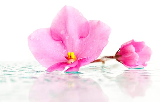 Closeup on a pink flower with water drops and reflection