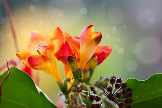 Close up on freesia flowers with shallow dof