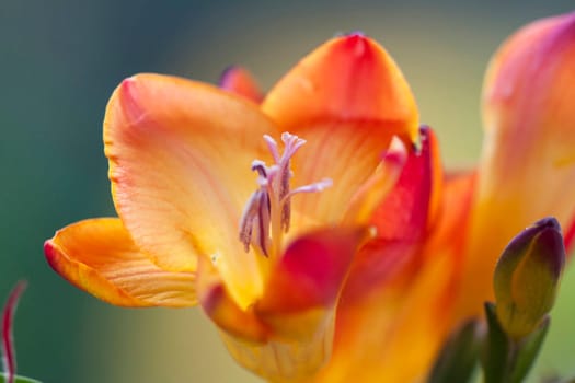 Close up on freesia flowers with shallow dof