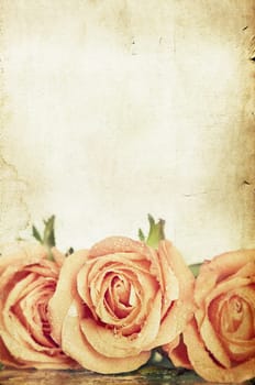 Pink roses on vintage background with copy space