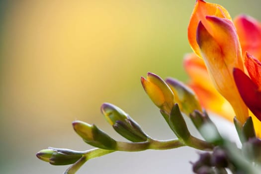 Close up on freesia flowers with shallow dof