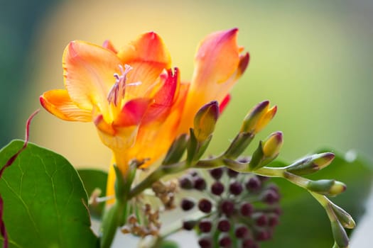 Close up on freesia flowers with shallow dof