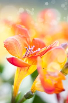 Close up on freesia flowers with shallow dof
