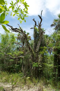 This happy photo shows an old dead oak tree covered with moss and other vegetation on a sunny colorful day.