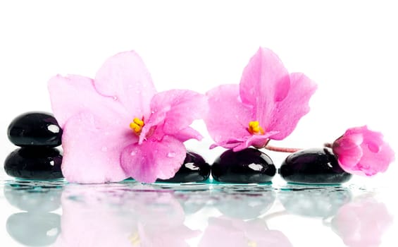 Spa stones and pink flower on colorful spring background