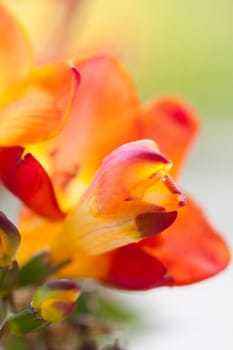 Close up on freesia flowers with shallow dof