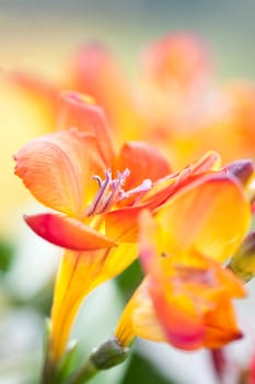 Close up on freesia flowers with shallow dof