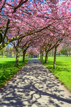 spring path in the park with cherry blossom pink flowers,vertical photo,visible green grass and asphalt alley.
