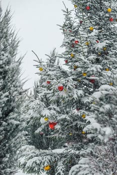 christmas tree decorated with red and yellow bulbs,snowy tree outdoors,covered with snow,daylight.