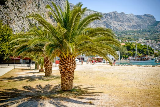 photo presents palm trees with big green leaves from european beach (greece,turkey,croatia,italy,spain),sunny landscape with visible piece of sea,harbor and mountains inthe background.
