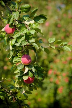 A apple tree in an orchard with green leaves and three red apples visible in the front.