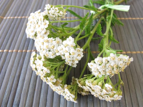 A bouquet of yarrow