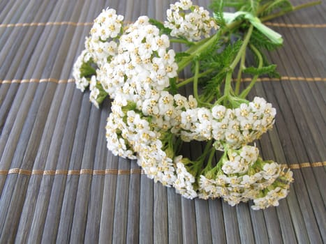 A bouquet of yarrow