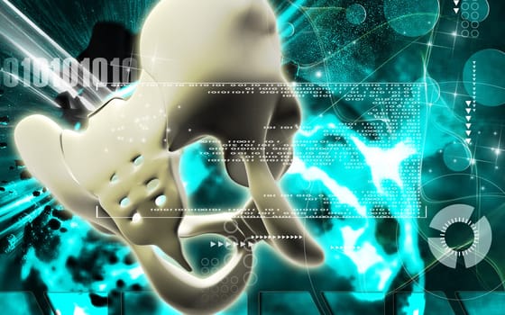 Digital illustration of pelvic girdle in colour background