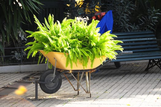 Wheelbarrow full of Plants on a Garden