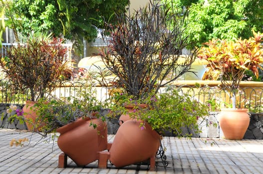 Terracotta Vases with Plants on an Urban Garden