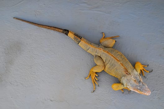 Colored Young Male Iguana Lizard on a Gray Surface