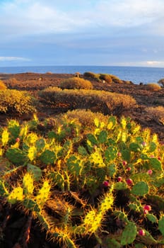 Desert Landscape in South of Tenerife Canary Island Spain