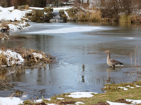 Greylag goose in frozen pond