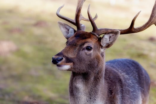 Fallow deer - Dama dama in a close-up