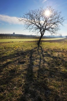 Wide-angle view of a tree with shadows in direct backlight