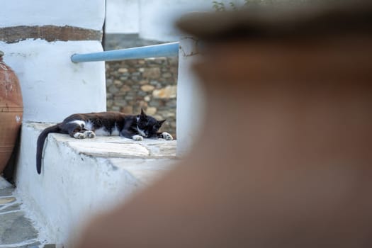 Cat resting on the streets of Lefkes, Paros, Greece