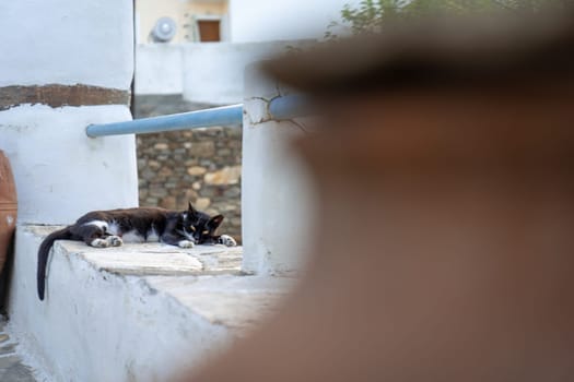 Cat resting on the streets of Lefkes, Paros, Greece
