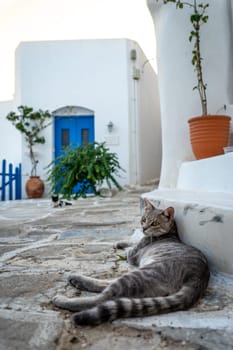 Gray cat lying on the ground in Greece