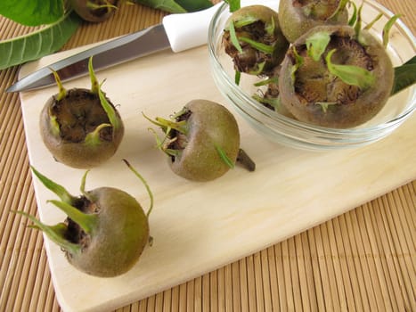 Medlars for the production of wild fruit jam