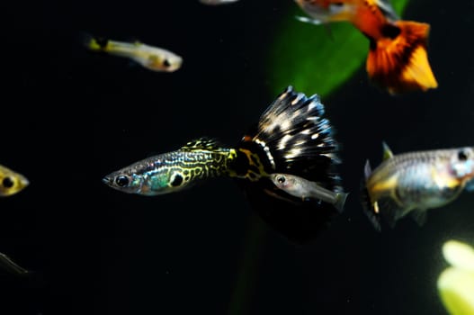 Guppy Multi Colored Fish in a Tropical Acquarium