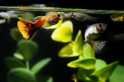 Guppy Multi Colored Fish in a Tropical Acquarium