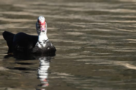Muscovy Duck (Cairina moschata) on a Dark Black Water