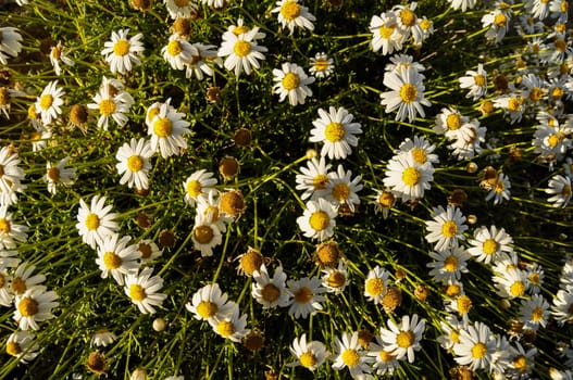 Some Fresh Yellow and White Camomilla Daisy Flowers