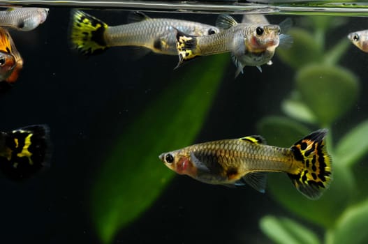 Guppy Multi Colored Fish in a Tropical Acquarium