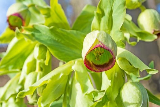 Smelly hellebore Helleborus foetidus