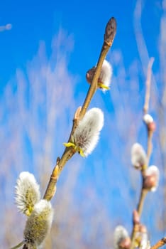 Willow blossom