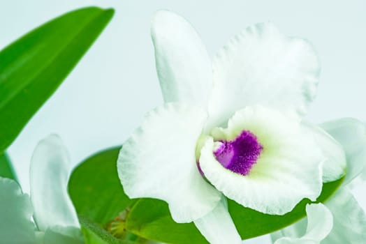 Dendrobium orchid flowering