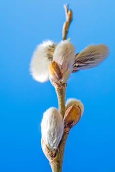 Willow blossom