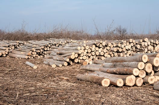 Stacked cut poplar logs on wood-cutting area