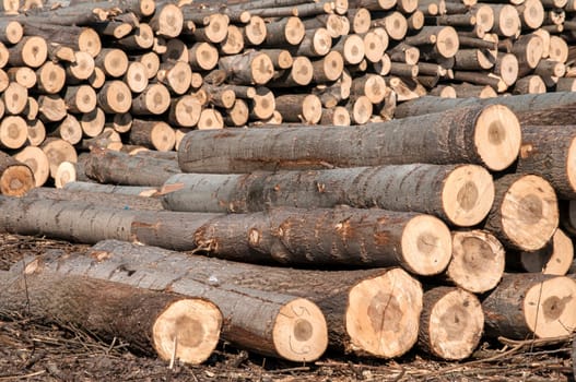 Stacked cut poplar logs on wood-cutting area