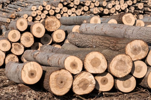 Stacked cut poplar logs on wood-cutting area