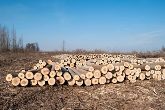 Stacked cut poplar logs on wood-cutting area