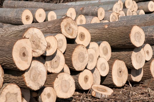 Stacked cut poplar logs on wood-cutting area