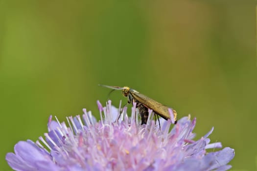 Scabious longhorn moth (Nemophora metallica) laying eggs in a field widow's flower