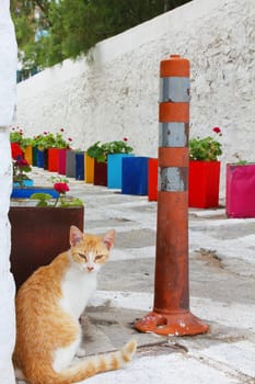 A beige cat sitting on a small street with many flowerpots..
