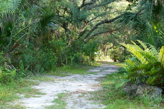 Looking down a winding, seldom used, dirt road in rural florida.