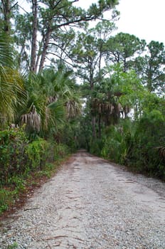 Standing at the mouth of an old rural road in undeveloped area of florida.